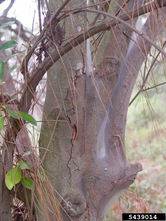 bark lice (Archipsocus nomas ) on oak (Quercus spp. ) 5439014