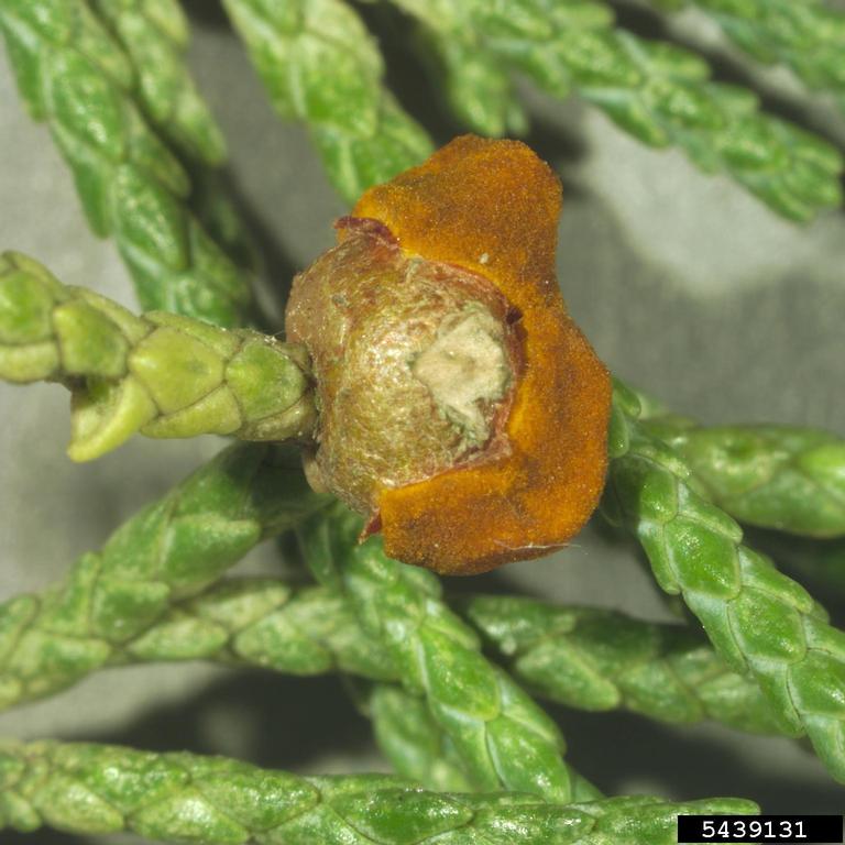 Japanese apple rust (Gymnosporangium yamadae)