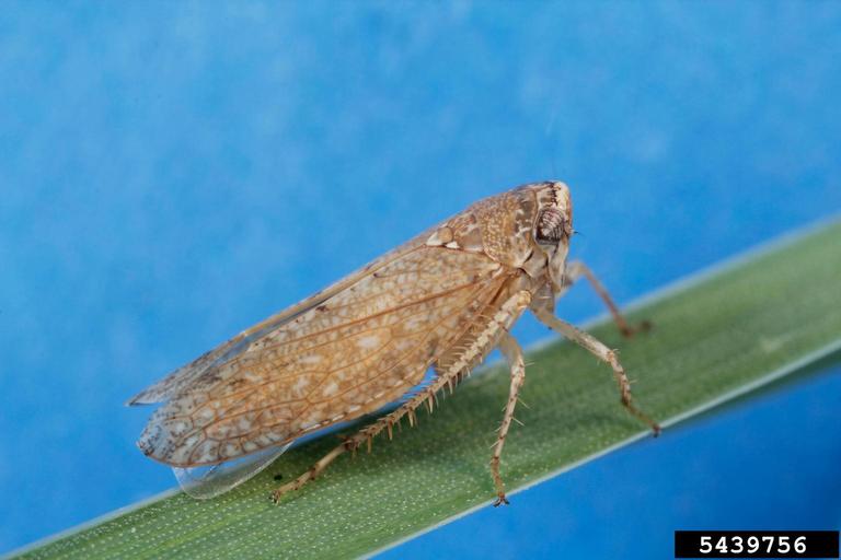 aphids, leafhoppers, planthoppers, scale insects, true bugs and allies ...