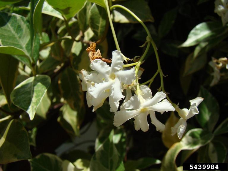 confederate jasmine (Trachelospermum jasminoides)