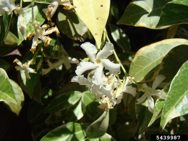 confederate jasmine, Trachelospermum jasminoides (Gentianales