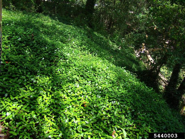 Asiatic jasmine (Trachelospermum asiaticum)