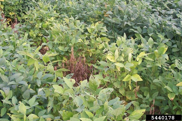 rootknot nematode (Meloidogyne spp. ) on soybean (Glycine