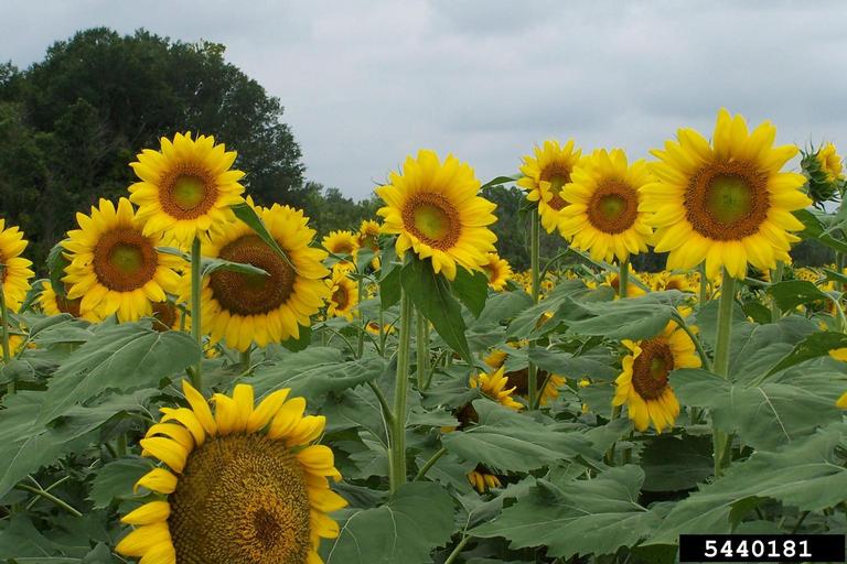 sunflower (Genus Helianthus)