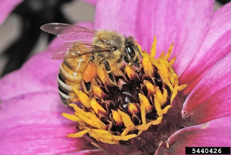honey bee, Apis mellifera (Hymenoptera: Apidae) - 5440426