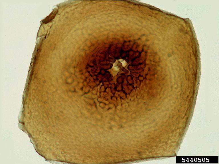 corn cyst nematode (Heterodera zeae)