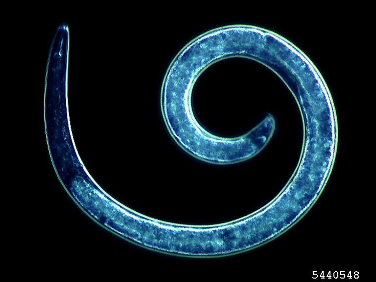 spiral nematodes (Genus Helicotylenchus)