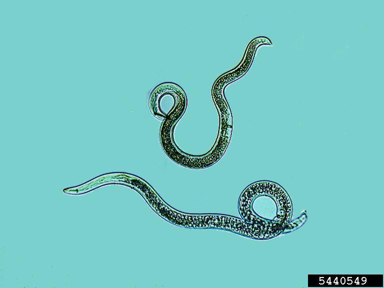 spiral nematodes (Genus Helicotylenchus)