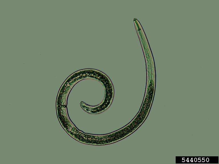 spiral nematodes (Genus Helicotylenchus)