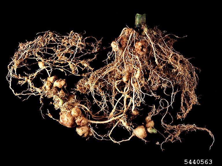 rootknot nematode (Genus Meloidogyne)
