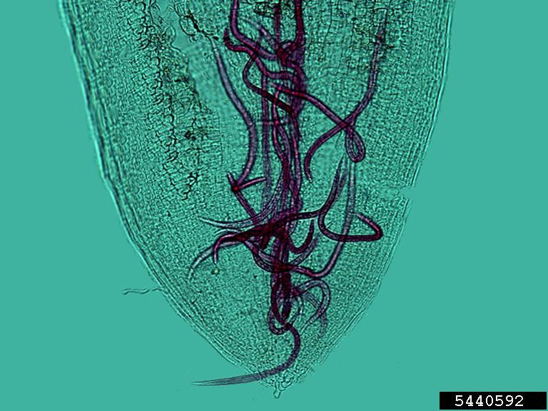 root-knot nematode (Genus Meloidogyne)