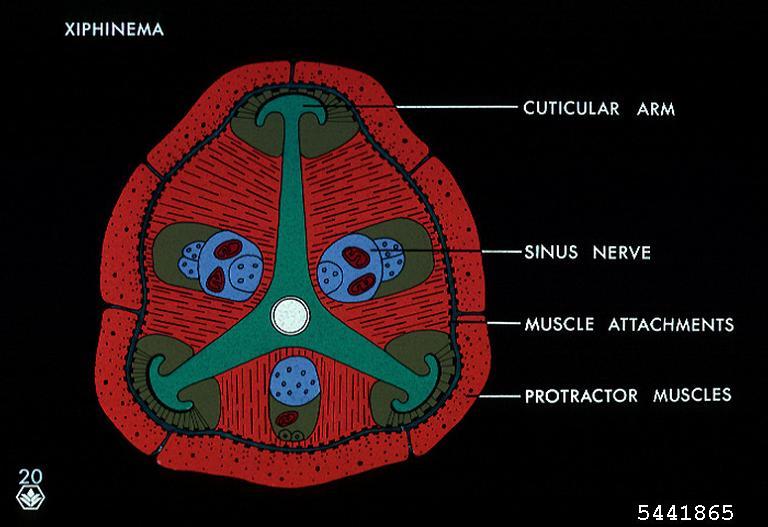 Dagger Nematodes Genus Xiphinema 