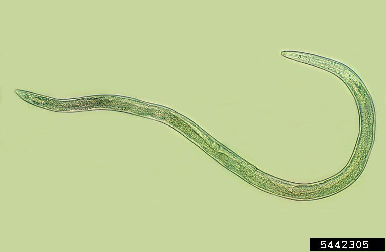 spiral nematode (Rotylenchus buxophilus)