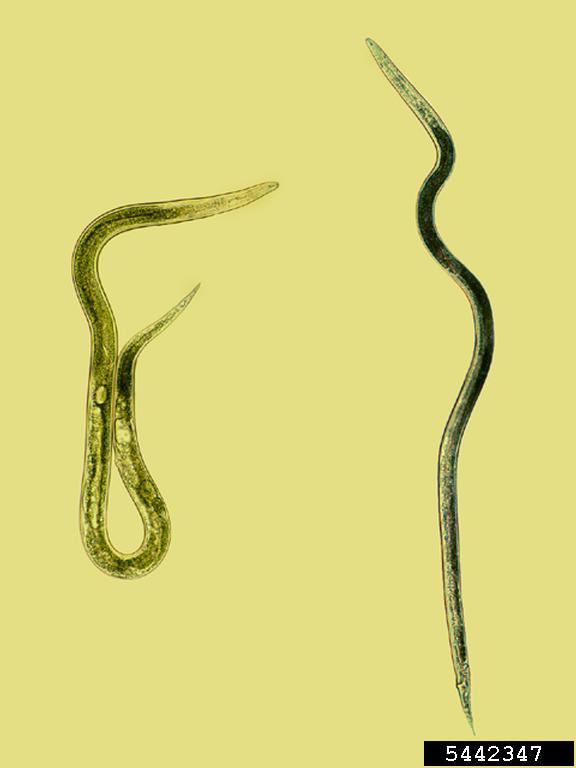alfalfa stem nematode (Ditylenchus dipsaci (Kühn) Filipjev)