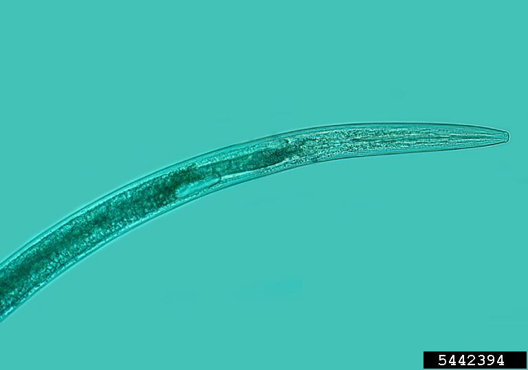 Dagger Nematodes Genus Xiphinema 