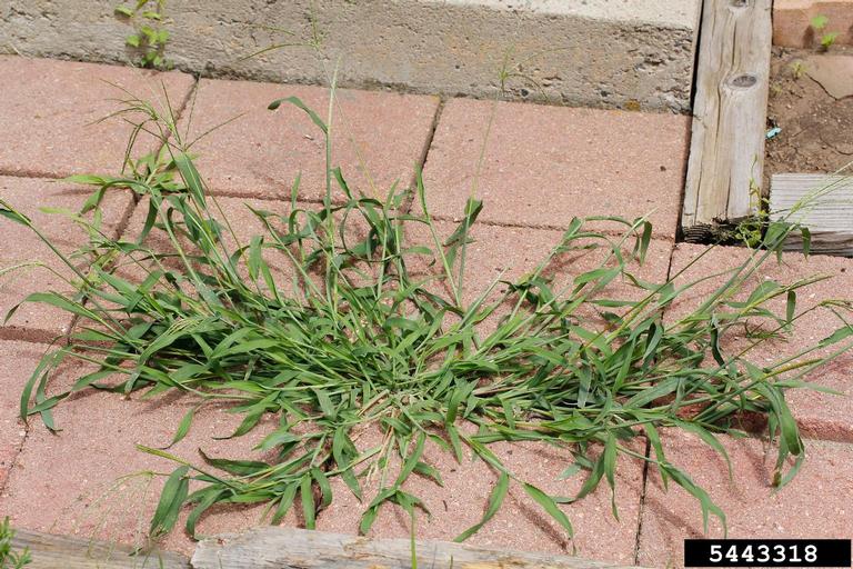 smooth crabgrass (<em>Digitaria ischaemum</em>) plant(s)