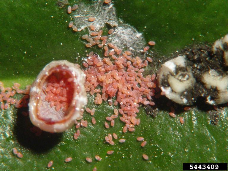 Florida wax scale (Ceroplastes floridensis)