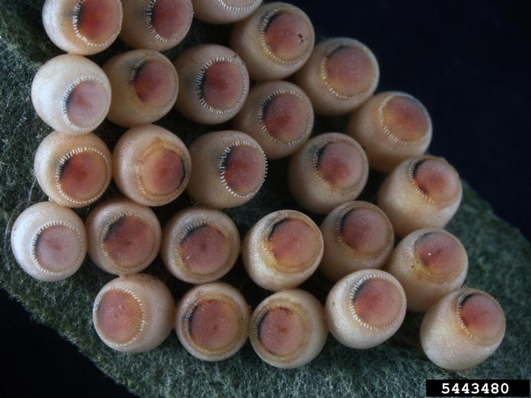 BMSB mature eggs