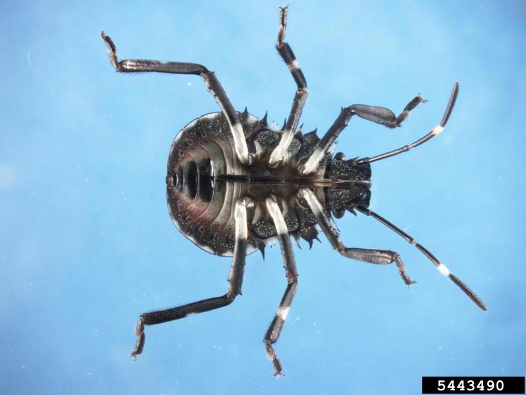 Third instar