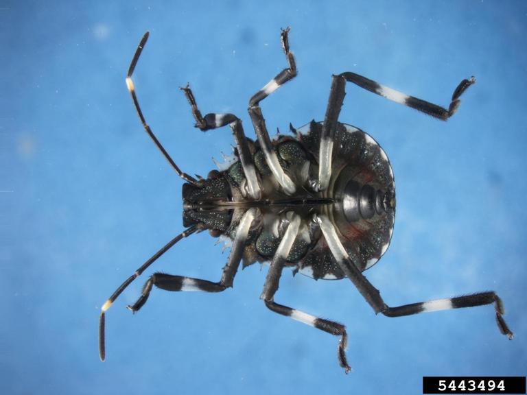 Third instar