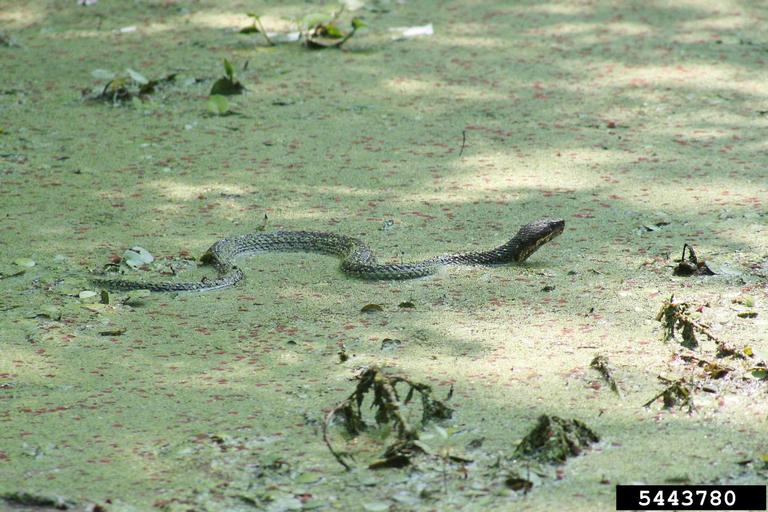 water moccasin (Agkistrodon piscivorus)