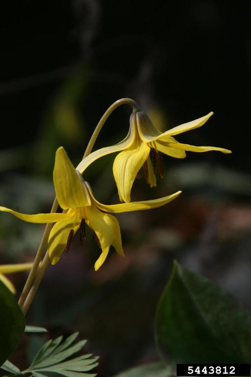 yellow trout lily (Erythronium americanum)