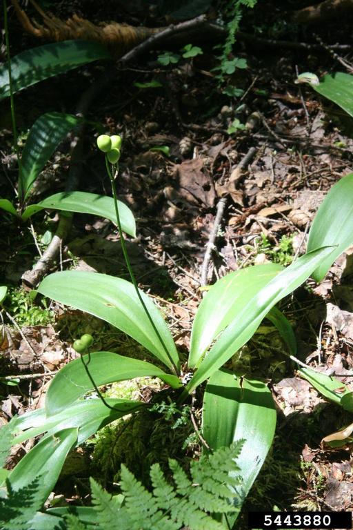 lily of the valley (Convallaria majalis)