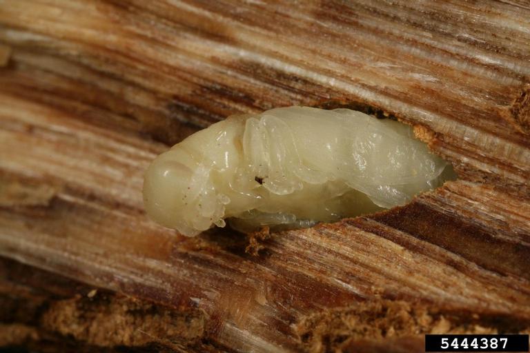 metallic woodboring beetles (Coraebus florentinus)