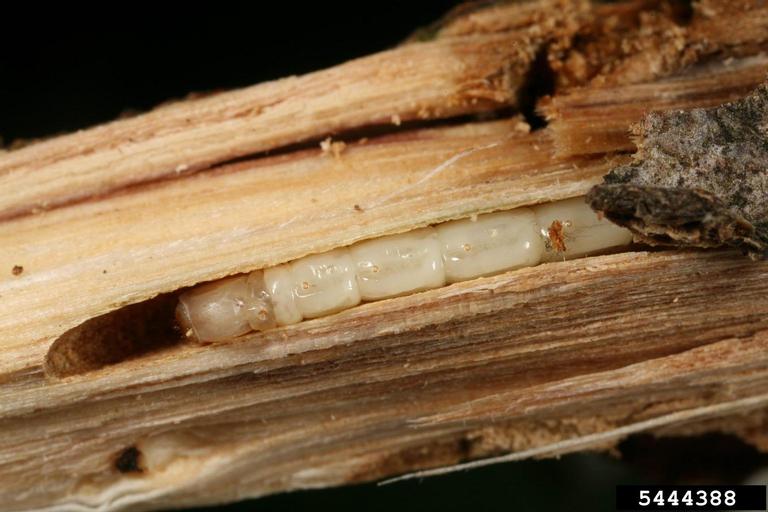 metallic woodboring beetles (Coraebus florentinus)