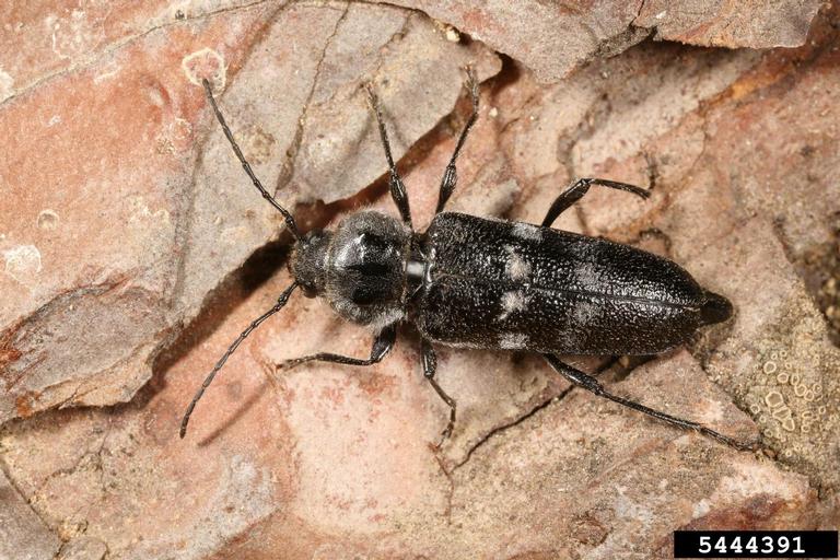 Old House Borer Hylotrupes Bajulus Coleoptera Cerambycidae