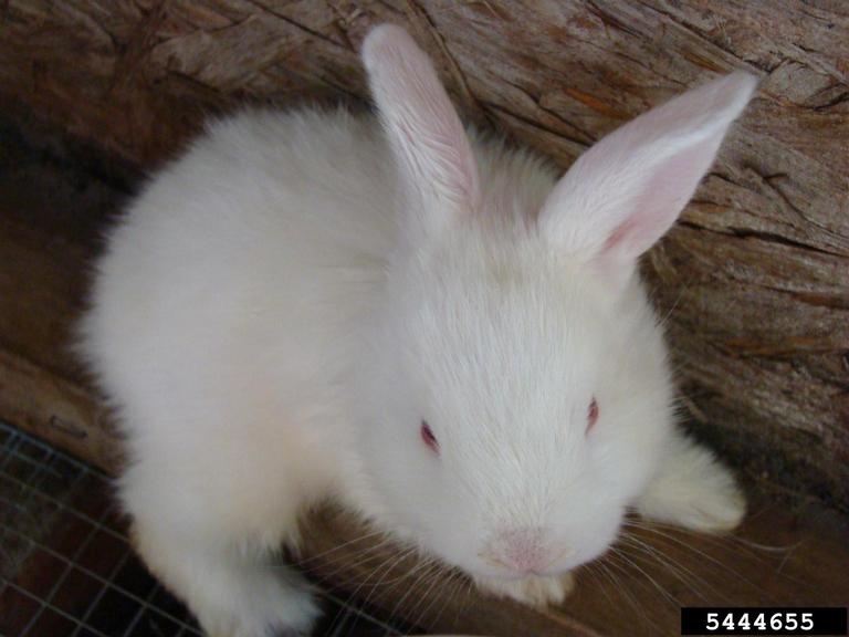 Taxonomy Of Rabbit European rabbit (livestock/meat type), Oryctolagus cuniculus (livestock ...