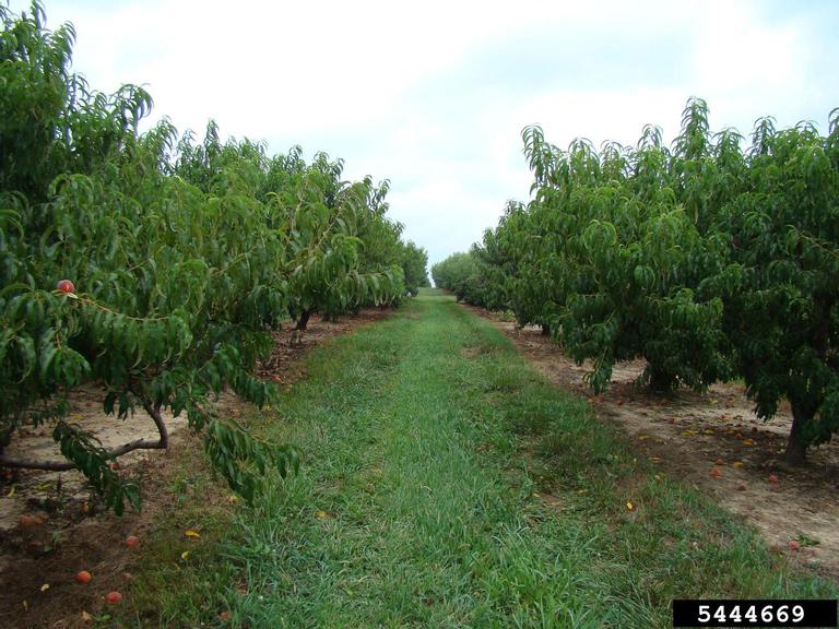 peach (Prunus persica)