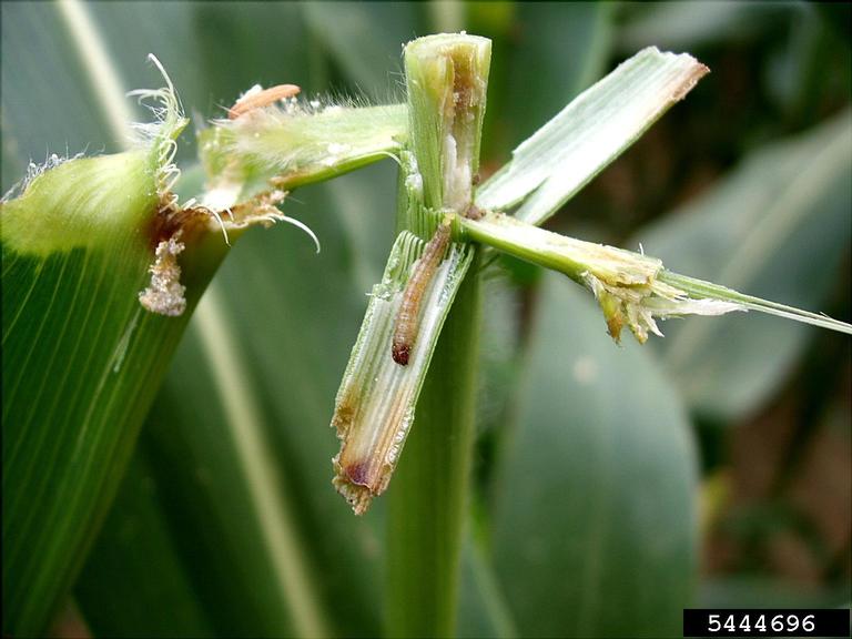 European corn borer (Ostrinia nubilalis)