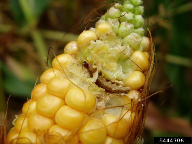 European corn borer (Ostrinia nubilalis)