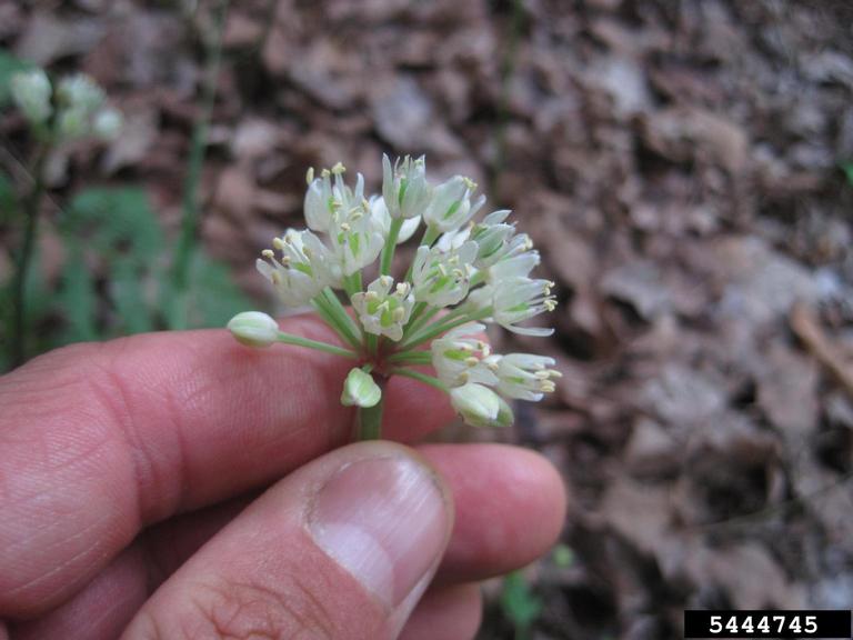 ramp (Allium tricoccum)