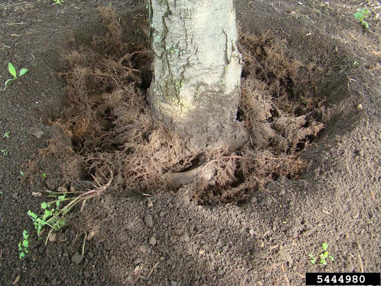 root collar excavation