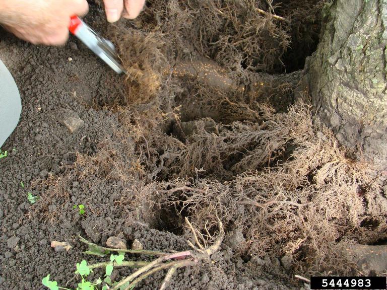 root collar excavation
