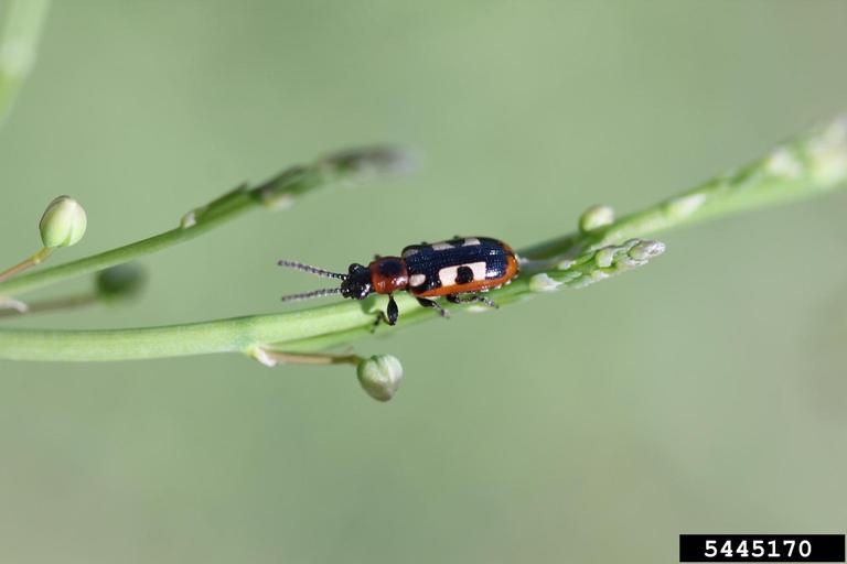asparagus beetle (Crioceris asparagi)