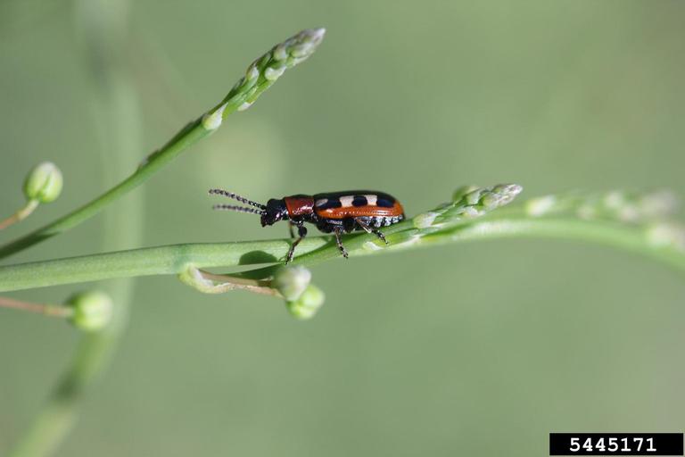 asparagus beetle (Crioceris asparagi)