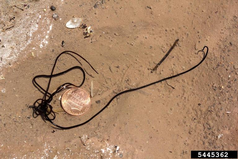 horsehair worms (order Gordioidea) (Order Gordioidea)