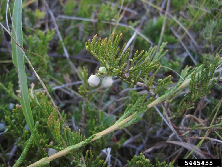 creeping juniper (Juniperus horizontalis)