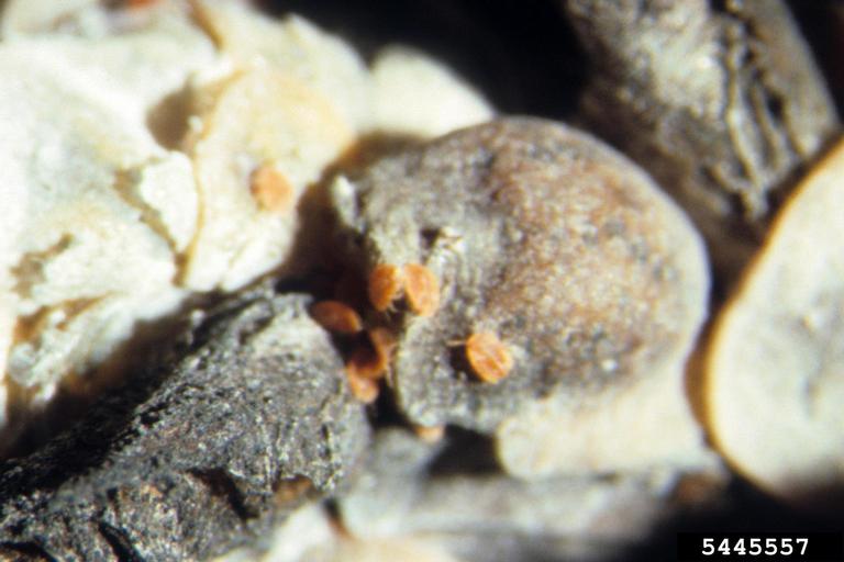 pine tortoise scale (Toumeyella parvicornis)