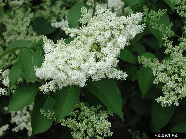 Japanese tree lilac (Syringa reticulata)