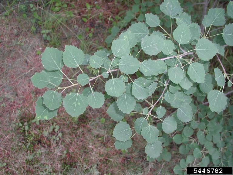 white poplar (Populus alba)