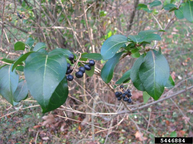 California privet (Ligustrum ovalifolium Hassk.)