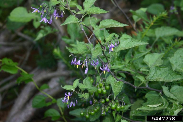 bittersweet nightshade (Solanum dulcamara)