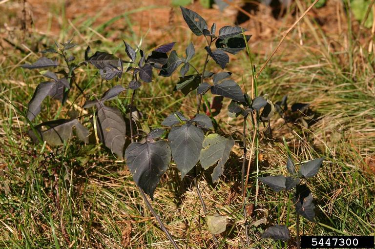 bittersweet nightshade (Solanum dulcamara)