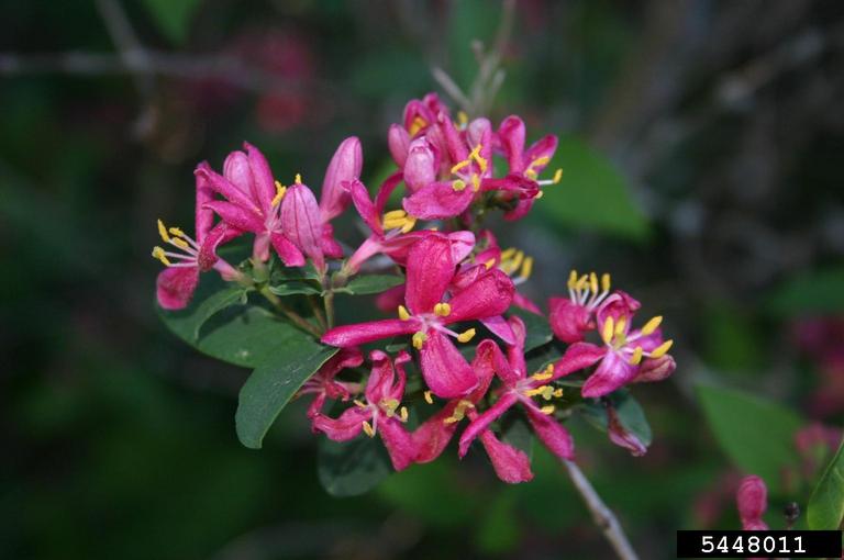 Tatarian honeysuckle (Lonicera tatarica)