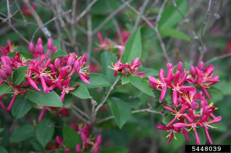 Tatarian honeysuckle (Lonicera tatarica)