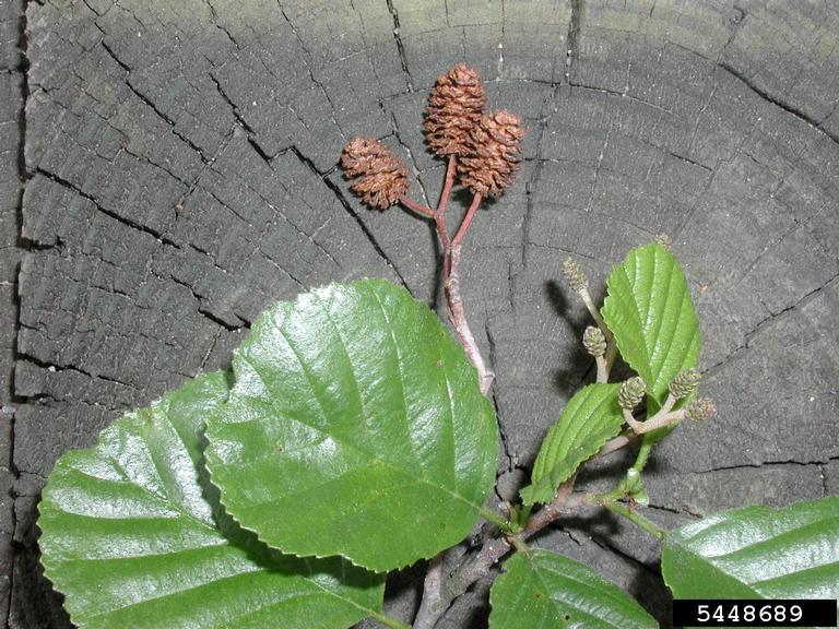 50 Black Alder Tree Seeds - Alnus Glutinosa For Planting